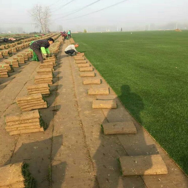 Walk-Behind Sod Cutter / Turf Harvester (Gasoline Powered, Auto-Cut, for Park Lawn Transplanting)